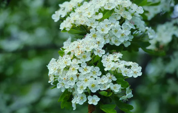 White, flower, twig