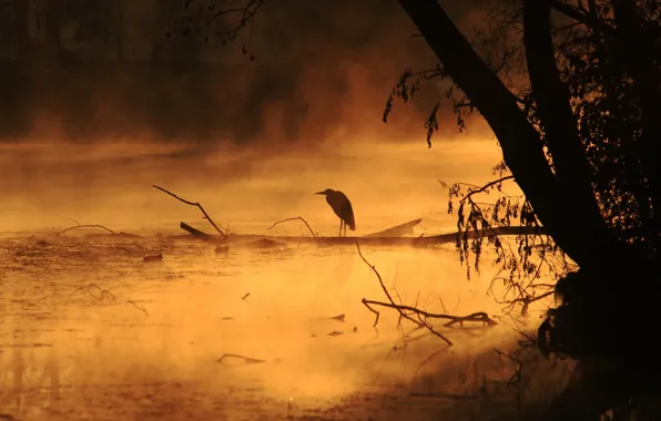 Картинка туман, река, птица, утро