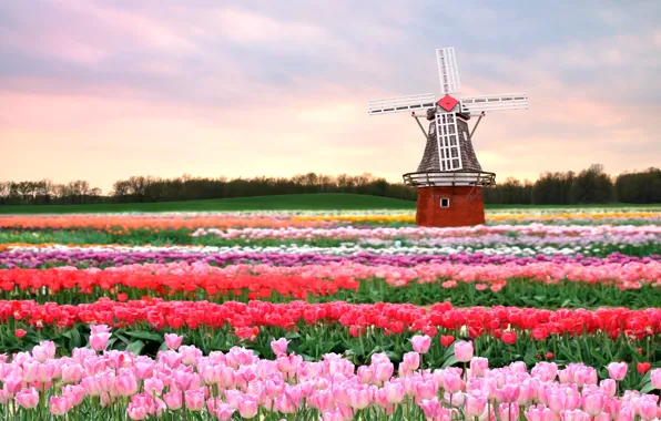 Картинка поле, цветы, весна, мельница, тюльпаны, розовые, Голландия