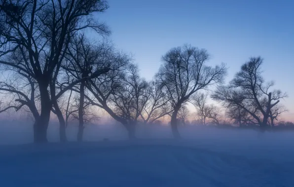 Картинка зима, снег, деревья, мороз, сугробы, Россия, Александр Литвишко