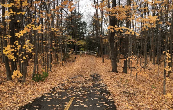 Forest, Automn, Maple trees