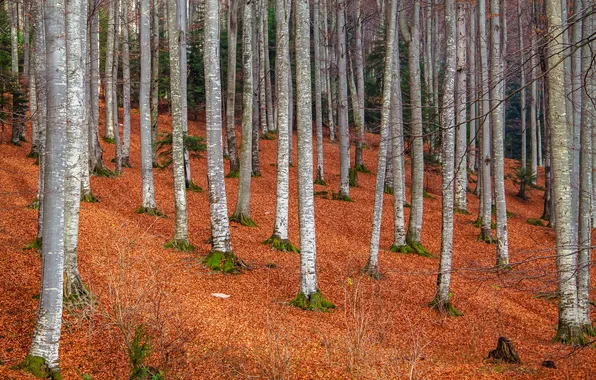 Картинка осень, лес, деревья, склон, ствол, роща