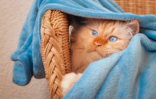 Кошка, кот, взгляд, поза, голубой, кресло, покрывало, рыжий