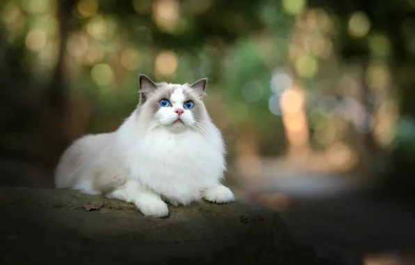 Кошка, белый, кот, природа, камень, лежит, голубые глаза, боке