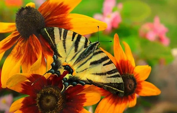 Картинка Макро, Цветы, Бабочка, Flowers, Macro, Butterfly