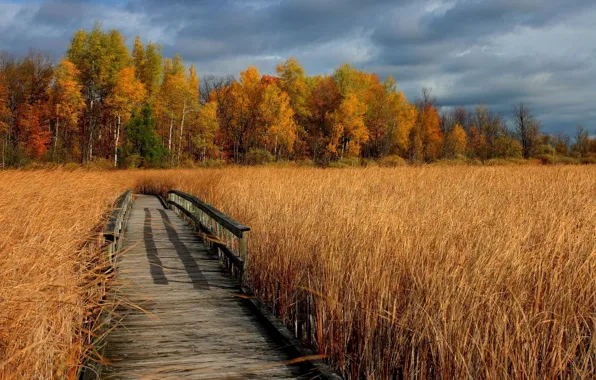 Картинка поле, осень, трава, деревья, мост, фото