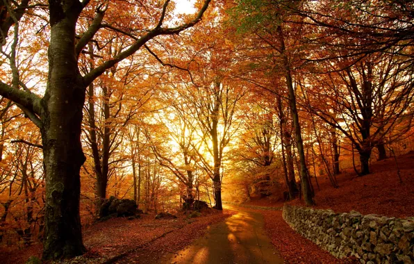 Лес, листва, Осень, дорожка, autumn, leaves, path, fall