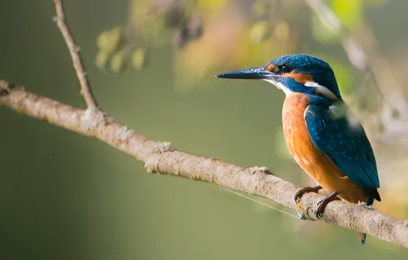 Птица, ветка, зимородок, kingfisher