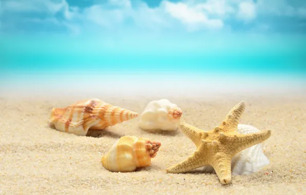 Картинка песок, море, волны, пляж, берег, ракушки, summer, beach