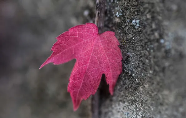 Картинка осень, природа, лист