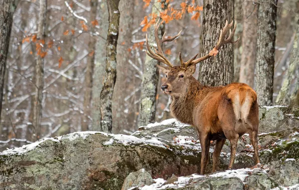 Картинка зима, осень, лес, снег, камни, листва, олень