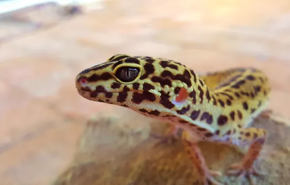 Картинка reptile, gecko, leopard gecko