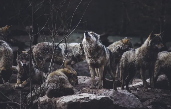 Nature, predator, animal, wolf, wildlife, portrait, wolf pack, portrait.