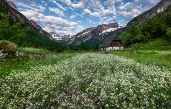 Картинка цветы, горы, дом, долина, луг, Словения, Slovenia, Юлийские Альпы