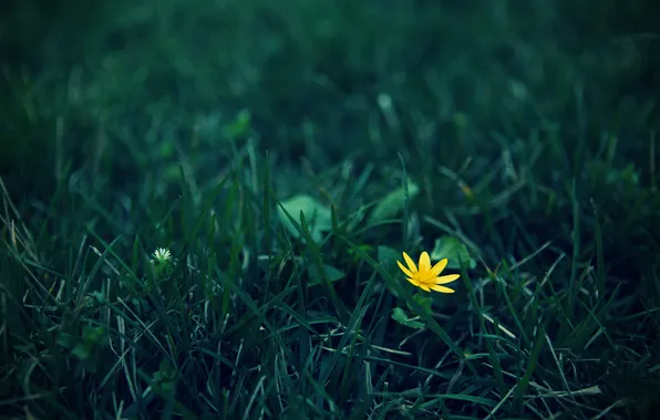 Картинка цветок, трава, желтый, зеленвй