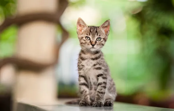 Кошка, взгляд, свет, поза, котенок, серый, малыш, котёнок