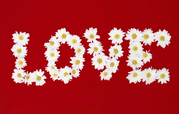 Любовь, цветы, буквы, ромашки, love, flowers, romantic, camomile