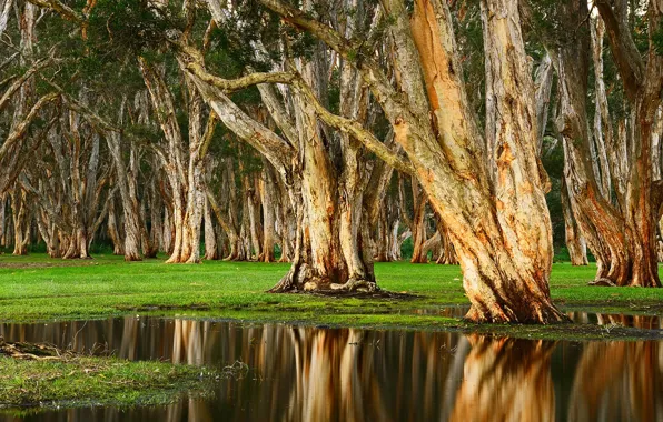 Трава, вода, деревья, парк, Australia, Randwick, Centennial Park