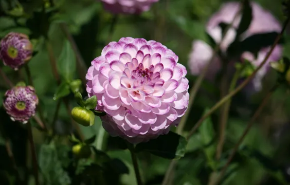 Георгина, Боке, Bokeh, Розовый цветок, Pink flower, Dahlia