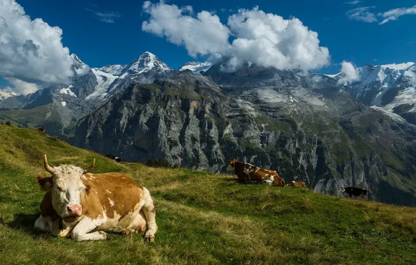 Горы, Швейцария, коровы