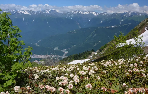 Цветы, Природа, Горы, Весна, Nature, Flowers, Spring, Mountains