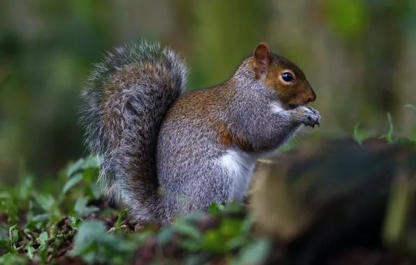 Белка, animal, грызун, squirrel