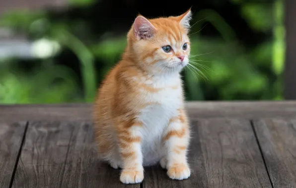 Кошка, кот, котенок, доски, малыш, рыжий, сидит, боке
