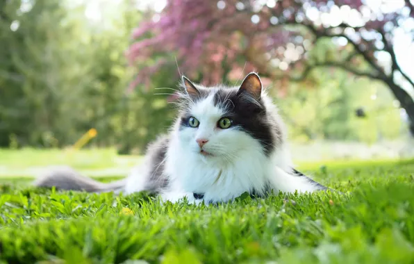 Кошка, трава, кот, взгляд, морда, парк, дерево, газон