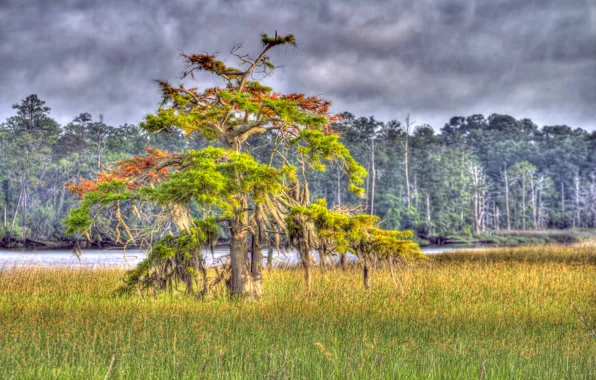 Картинка поле, лес, деревья, река, HDR