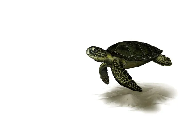 Рендеринг, черепаха, арт, Leslie Casilli, Sea Turtle