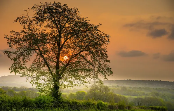 Картинка закат, фото, дерево, солнце небо