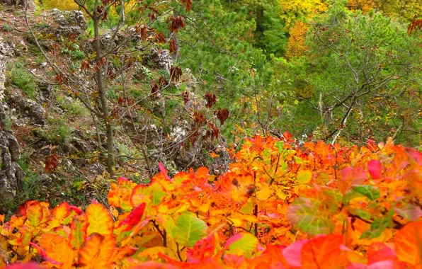 Картинка осень, лес, листва, colors, forest, Autumn, leaves, fall