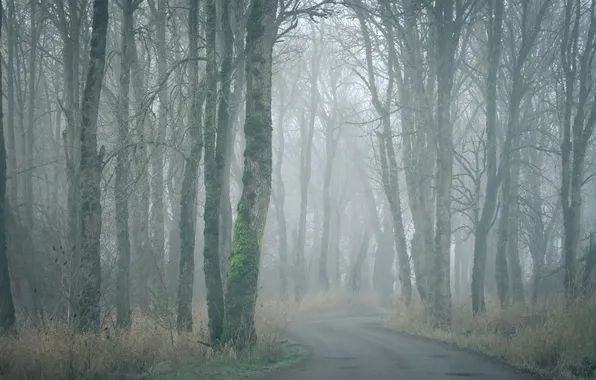 Дорога, осень, лес, туман
