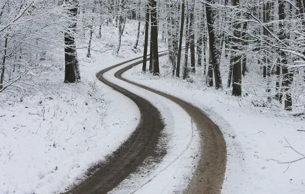 Зима, дорога, лес, снег