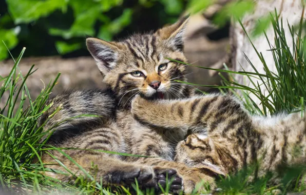 Котенок, игра, котята, дикий лесной кот