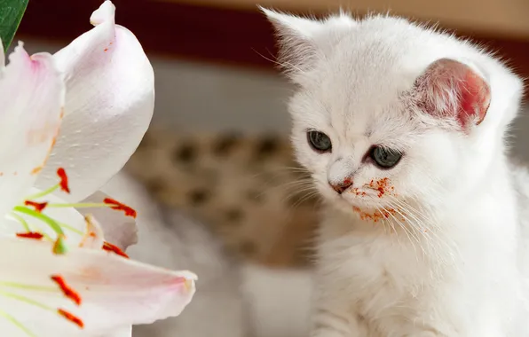 Кошка, белый, цветок, взгляд, поза, котенок, пыльца, лилия