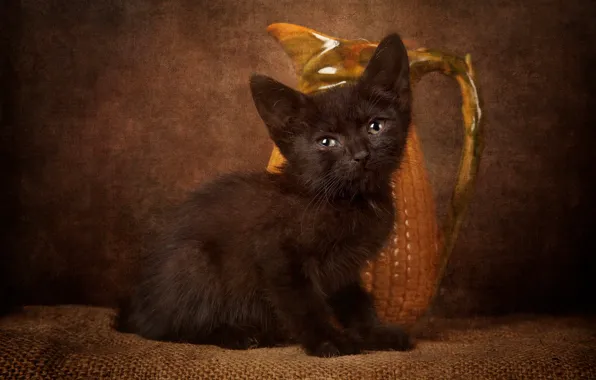 Кошка, взгляд, поза, темный фон, котенок, черный, малыш, мордочка