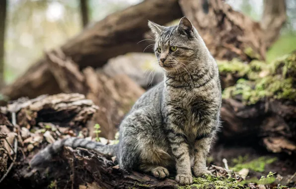 Картинка кошка, кот, поза, серый, фон, сидит, полосатый