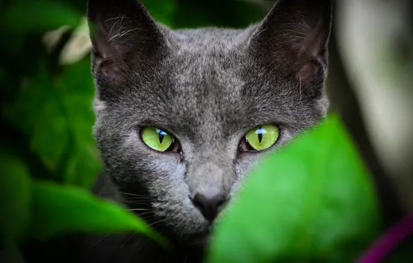 Картинка лето, кот, взгляд, листья, зеленые, окрас, уши, зеленые глаза