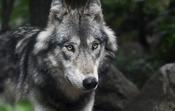 Картинка nature, snow, predator, face, animal, wolf, wildlife, portrait