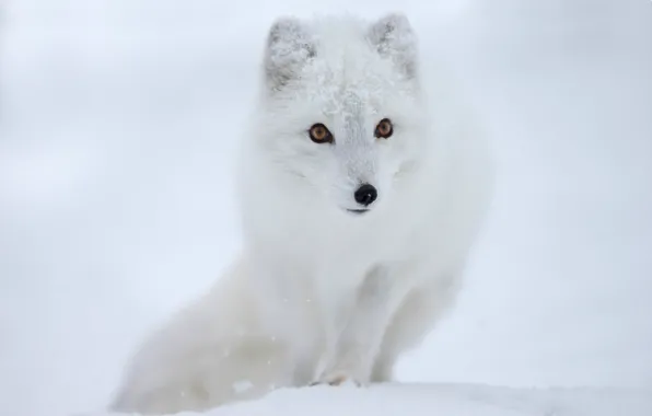 Взгляд, снег, мордочка, полярная лисица, Песец