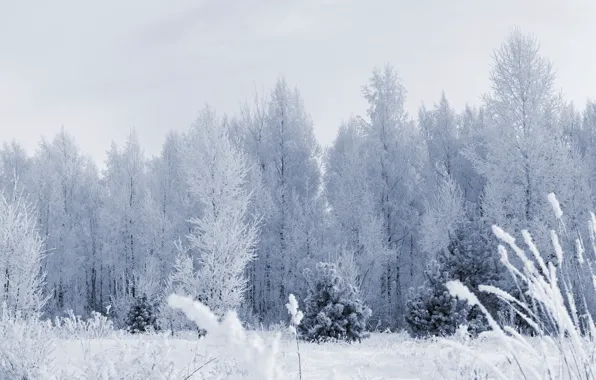 Картинка иней, лес, снег, деревья, Зима