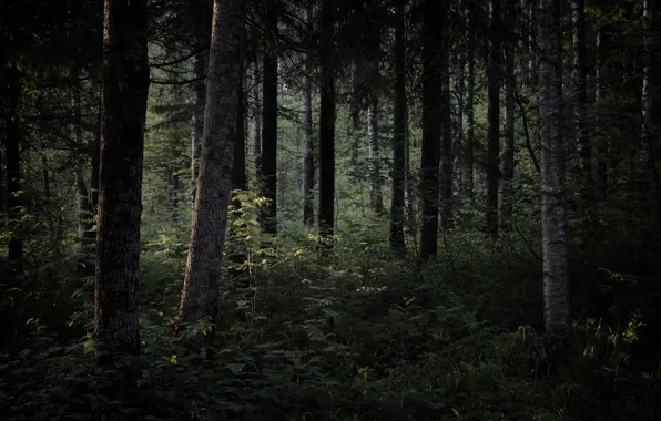 Картинка green, forest, tress