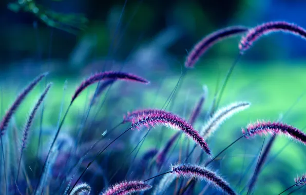 Поле, фиолетовый, природа, колосья, field, nature, violet, Ears