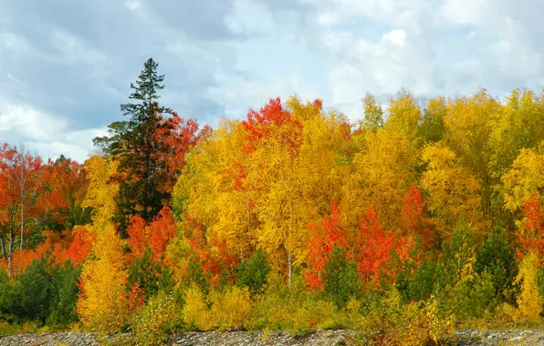 Картинка лес, небо, березы, сосны, золотая осень