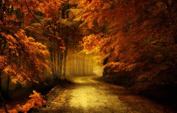 Картинка дорога, осень, лес, пейзаж, природа, красота