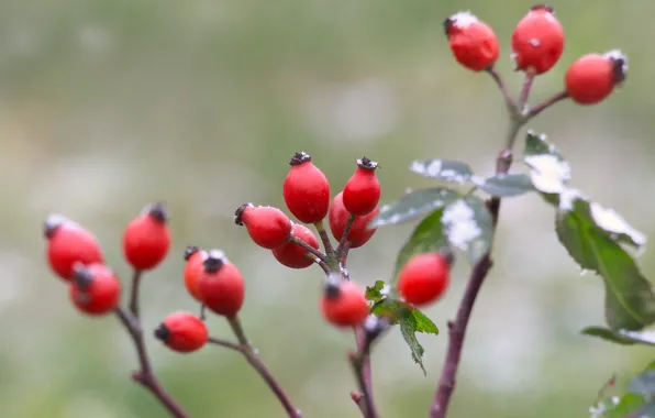 Red, seeds, wild rose