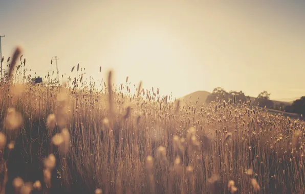 Картинка солнце, колосья, поле, Sunset in the corn field