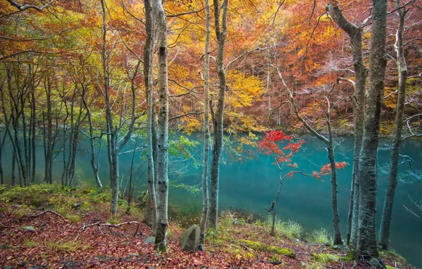 Forest, river, trees, water, autumn, leaves, reflection, autumn colors