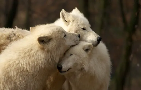 Wolves, face, wolf, wildlife, head, fur, mammal, whiskers